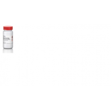 پانکراتین Pancreatin from porcine pancreas sigma P3292