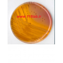 کا اف اگار KF streptococcus agar 110707 Merck