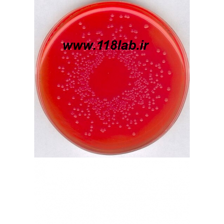 فنل رد اگار Brilliant-green Phenol-red Lactose Sucrose agar 100207 MERCK