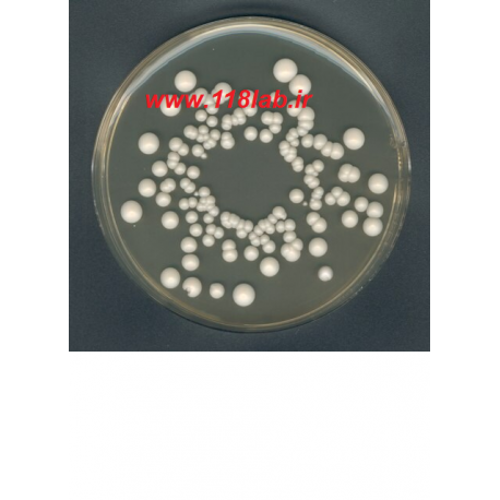 وای جی سی اگار YGC agar Yeast extract glucose chloramphenicol agar 116000 Merck