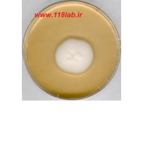 سابرو دکستروز اگار Sabouraud Dextrose Agar SDA 105438 MERCK
