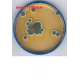 سابرو دکستروز اگار Sabouraud Dextrose Agar SDA 105438 MERCK
