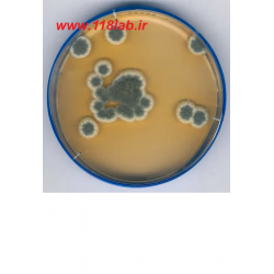 سابرو دکستروز اگار Sabouraud Dextrose Agar SDA 105438 MERCK