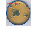 سابرو دکستروز اگار Sabouraud Dextrose Agar SDA 105438 MERCK