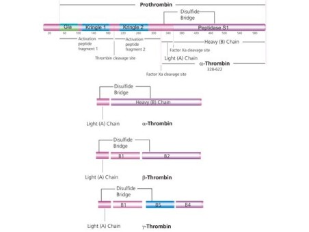 Thrombin from human plasma T1063 sigma
