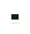 آنتی‌بادی ضد IgG انسانی  Anti-Human IgG (Fc specific)-FITC Antibody produced in goat Sigma F9512