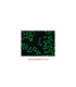 آنتی‌بادی ضد IgG انسانی  Anti-Human IgG (Fc specific)-FITC Antibody produced in goat Sigma F9512