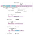 ترومبین حاصل از پلاسمای انسانی  Thrombin from human plasma Sigma T7572
