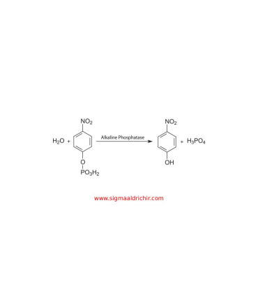 ۴-نیتروفنیل فسفات دی‌سدیم نمک هگزاهیدرات  4Nitrophenyl phosphate disodium salt hexahydrate Sigma N4645