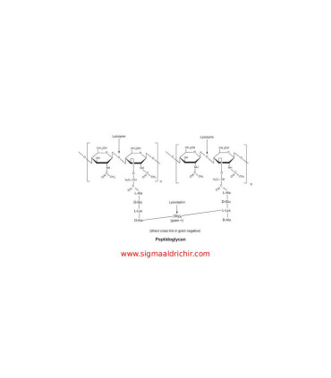 لیزوزیم از سفیده تخم مرغ  Lysozyme from chicken egg white Sigma 62970