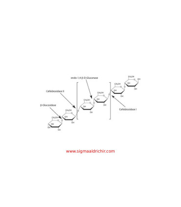 بتا-گلوکاناز  β-Glucanase from Trichoderma longibrachiatum Sigma G4423