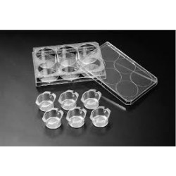 CultureInsert 6 Well 24mm 8/00 Um Pore PCCell Transparent