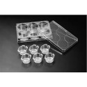 CultureInsert 6 Well 24mm 8/00 Um Pore PCCell Transparent