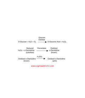 گلوکز اکسیداز از آسپرژیلوس نایجر   Glucose Oxidase from Aspergillus niger Sigma G2133