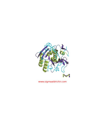 پروتئیناز   Proteinase K from Tritirachium album Sigma P2308