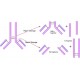 پپسین فرام پروسین ....... Pepsin from porcine gastric mucosa SIGMA P6887