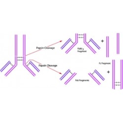 پپسین فرام پروسین ....... Pepsin from porcine gastric mucosa SIGMA P6887