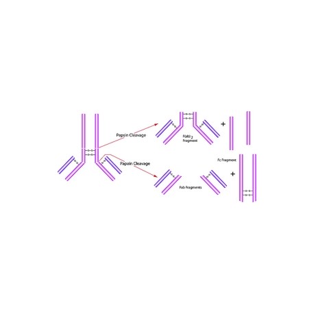 پپسین فرام پروسین ....... Pepsin from porcine gastric mucosa SIGMA P6887